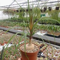 Beaucarnea recurvata XL