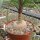 Beaucarnea recurvata XL