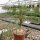 Beaucarnea recurvata XL