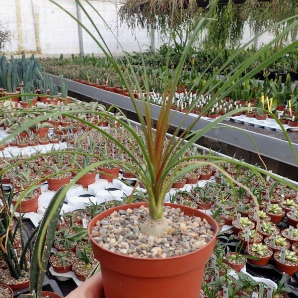 Beaucarnea recurvata