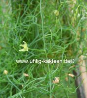 Bowiea volubilis