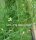 Bowiea volubilis