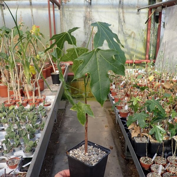 Brachychiton acerfolius
