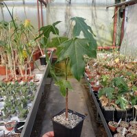 Brachychiton acerfolius