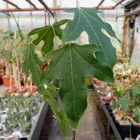 Brachychiton acerfolius