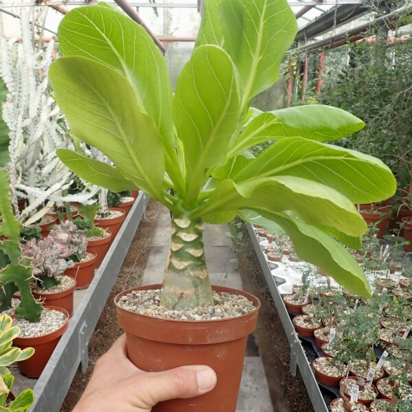 Brighamia insignis