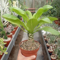 Brighamia insignis
