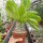 Brighamia insignis