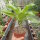 Brighamia insignis