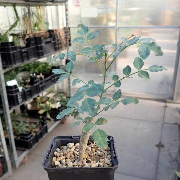 Bursera fagaroides