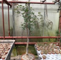 Bursera fagaroides