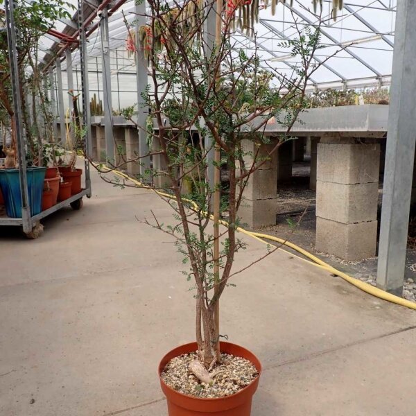 Bursera spec. | Uhlig Kakteen, 19,00