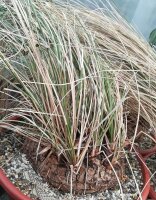 Calibanus hookeri XL