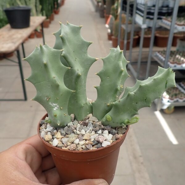 Orbea melanantha