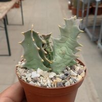 Orbea melanantha