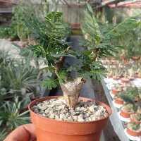 Senna meridionalis