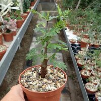 Senna meridionalis