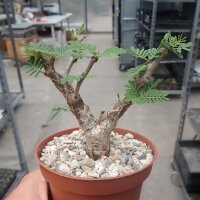 Senna meridionalis