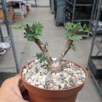 Senna meridionalis