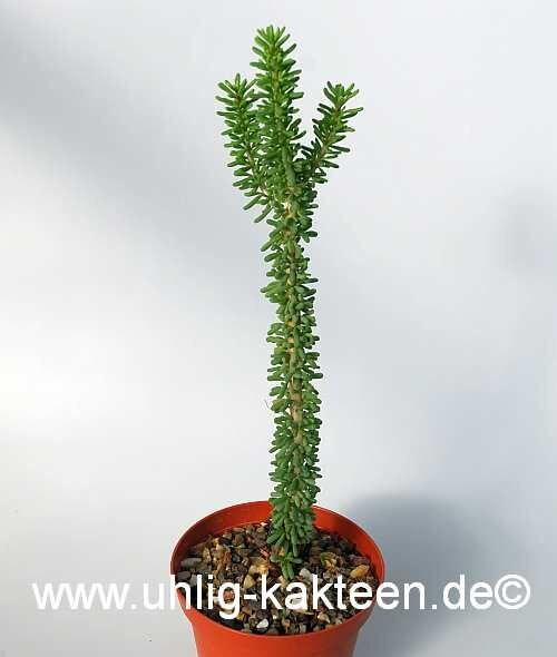 Ceraria namaquensis gepfr.