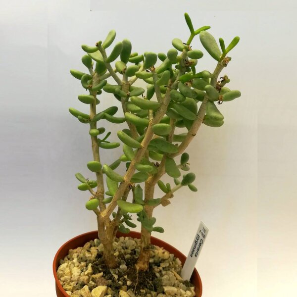 Ceraria pygmaea