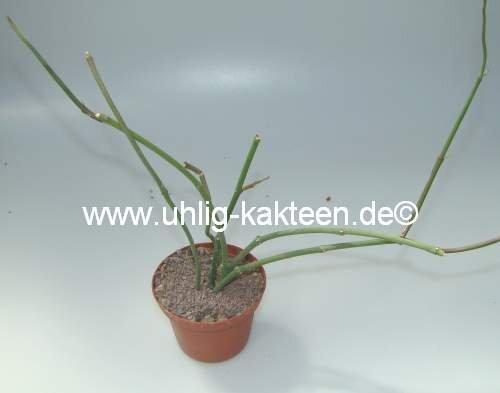 Ceropegia ampliata MT 201