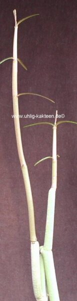 Ceropegia dichotoma