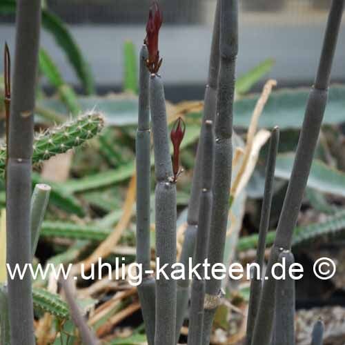 Ceropegia fusca