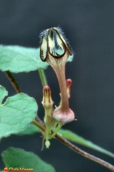 Ceropegia papillata Malawi, Tanzania