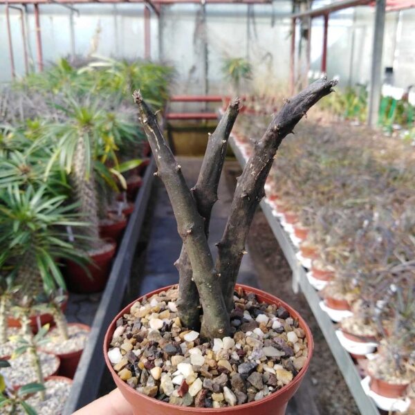 Ceropegia stapeliiformis v. serpentina