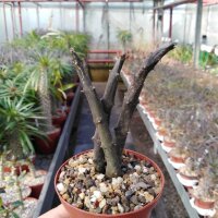 Ceropegia stapeliiformis v. serpentina