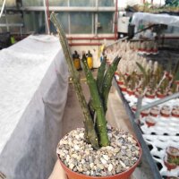 Ceropegia stapeliiformis v. serpentina