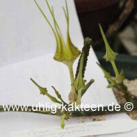 Ceropegia stapeliiformis v. serpentina