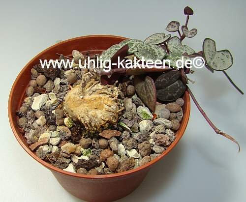 Ceropegia woodii