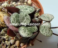 Ceropegia woodii