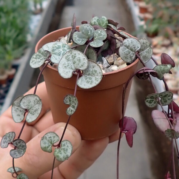 Ceropegia woodii cv. Silver Glory