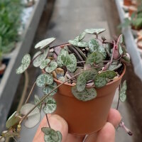 Ceropegia woodii cv. Silver Glory