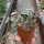 Ceropegia woodii cv. Silver Glory
