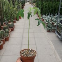 Ceiba speciosa Totora-Aiquile Bolivien, 2240 m