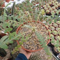 Sonchus palmensis
