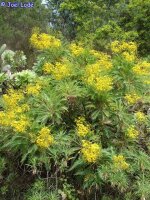 Sonchus palmensis
