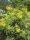 Sonchus palmensis