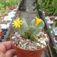 Conophytum bilobum