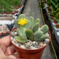 Conophytum bilobum
