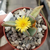 Conophytum bilobum