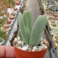 Conophytum bilobum