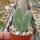 Conophytum bilobum