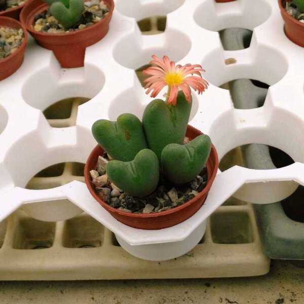 Conophytum bilobum ecarinatum