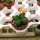 Conophytum bilobum ecarinatum