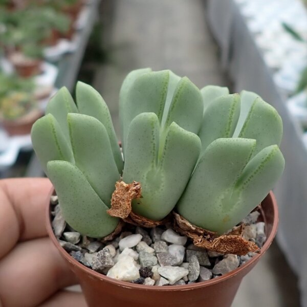 Conophytum bilobum elishae
